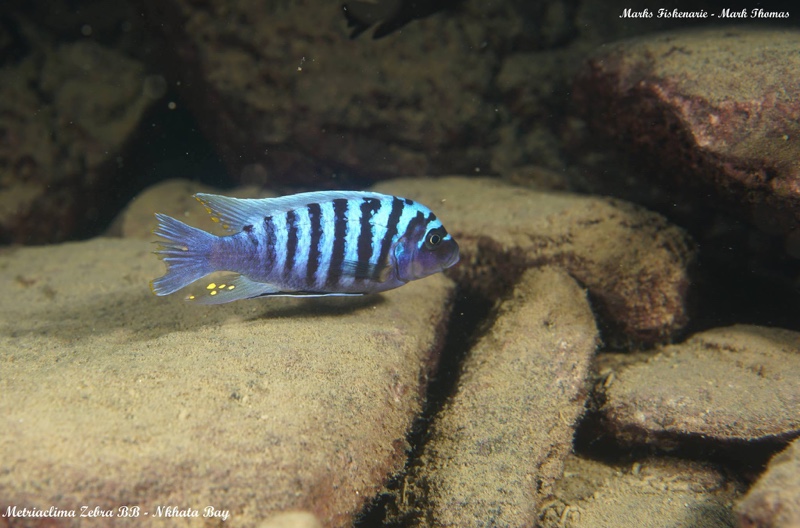 Maylandia zebra 'Nkhata Bay'